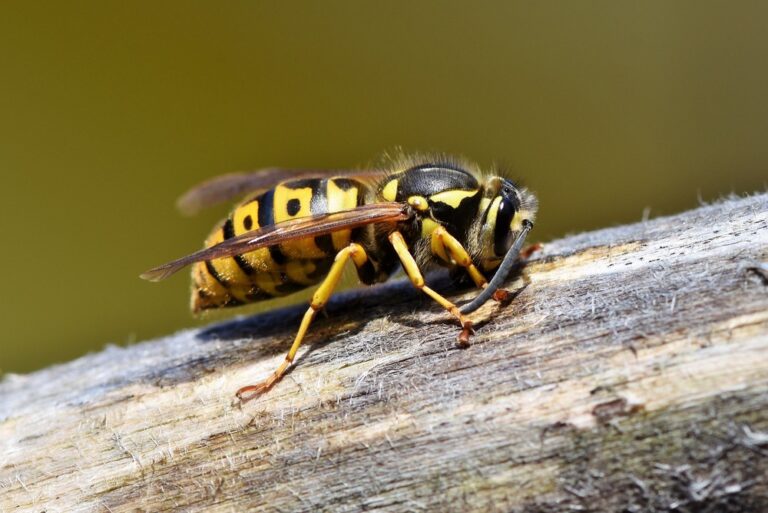 Anti-guêpes naturel : quels sont les remèdes naturels contre les guêpes ?