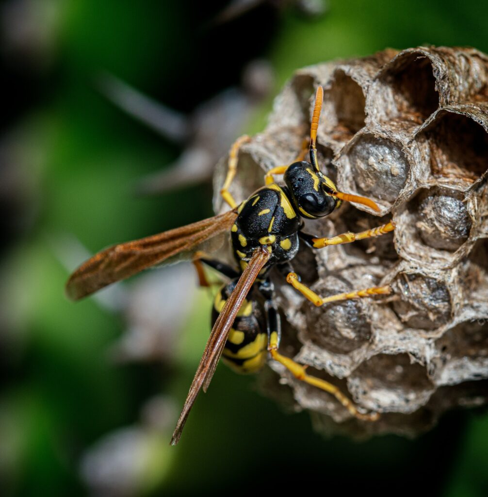 Identification guêpes