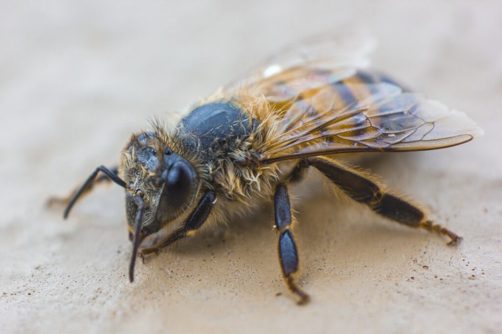 abeille gros plan