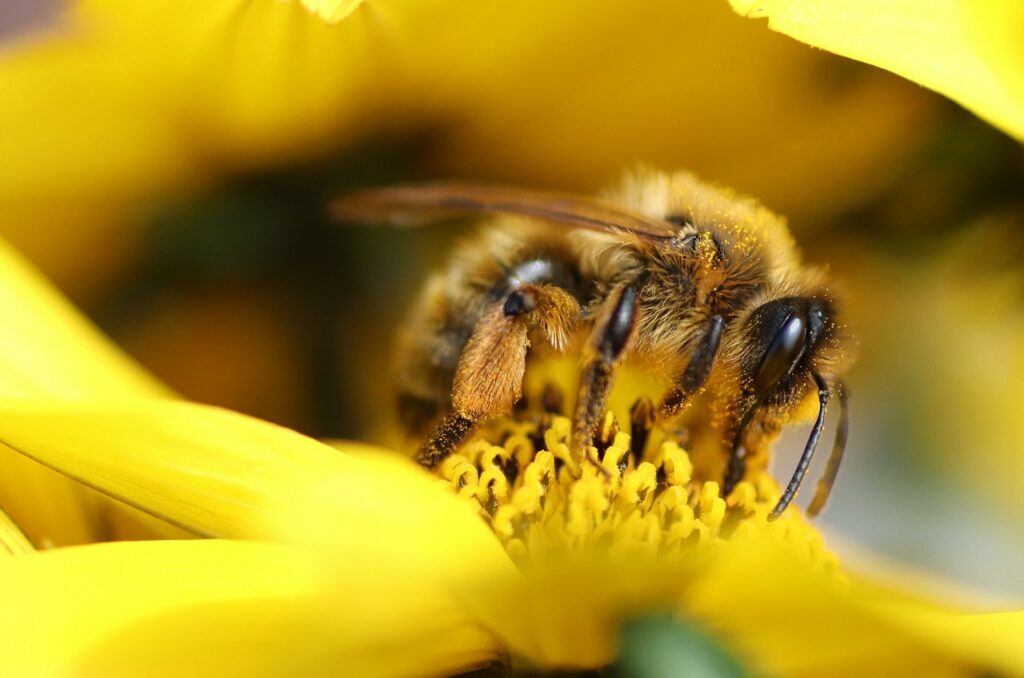 abeille-insecte pollinisateur