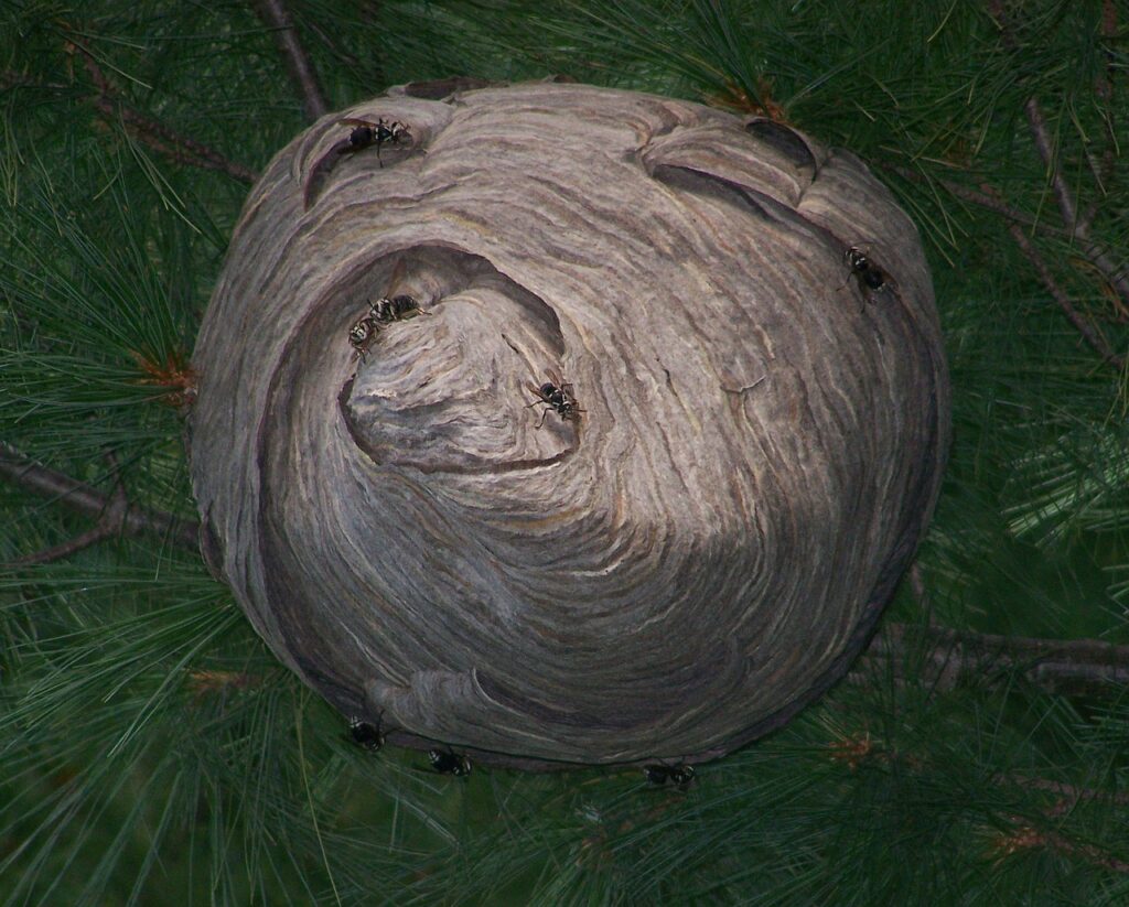 hornet, nest, insect-826642.jpg