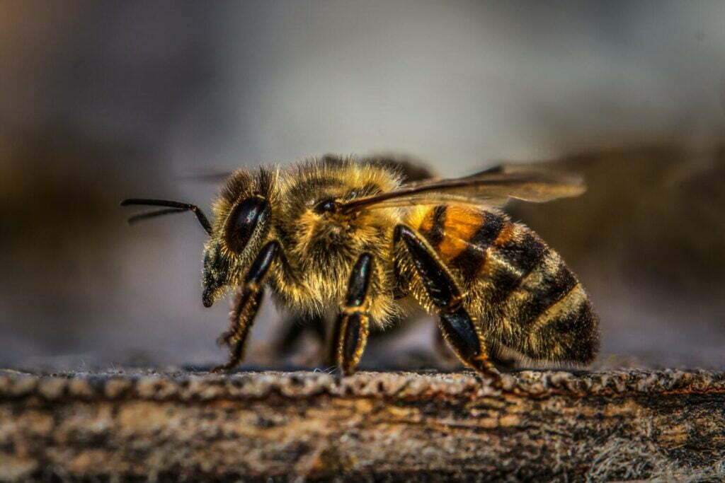 Différence guêpes et abeilles