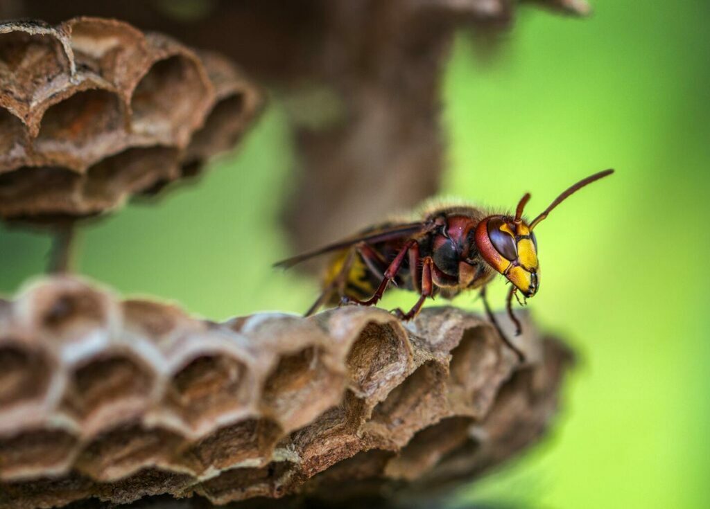 Différence guêpes et abeilles