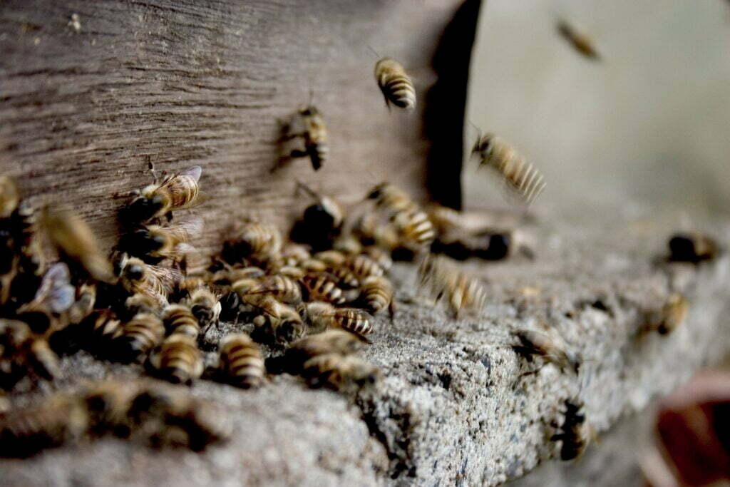 Différence guêpes et abeilles