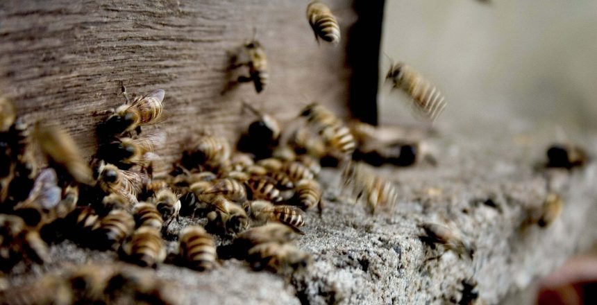 Différence guêpes et abeilles